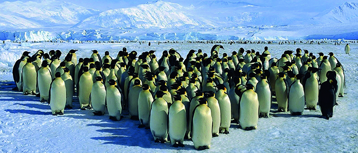 プライベートジェットで行く南極大陸9日間皇帝ペンギン営巣地見学ツアー