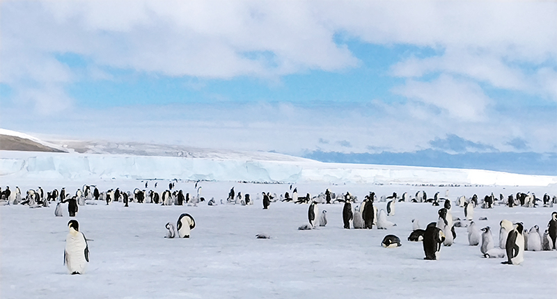 2023年11月出発「南極スノーヒル島・皇帝ペンギン探索クルーズ14日間」H.Mさん体験アンケート＆写真