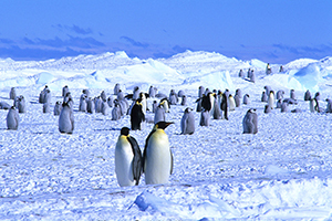 航空機で行く南極大陸・皇帝ペンギン＆皆既日食ツアー