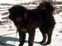 樺太犬「タロ」