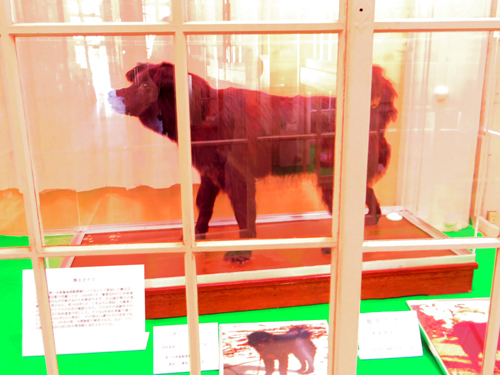 南極で活躍した樺太犬タロ