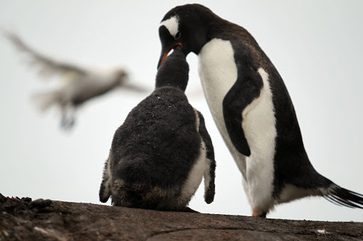 南極　ペンギン