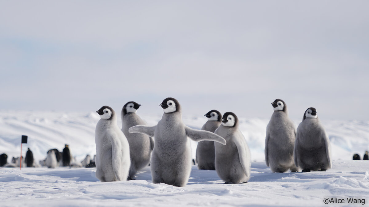 皇帝ペンギン野営地