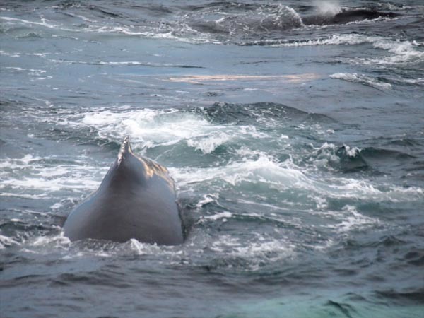 ウエッデル海、南極半島＆サウスシェットランド諸島クルーズ