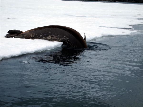 ウエッデル海、南極半島＆サウスシェットランド諸島クルーズ