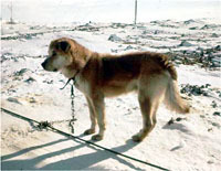 南極大陸に置き去りにされた犬の一匹「ポチ」