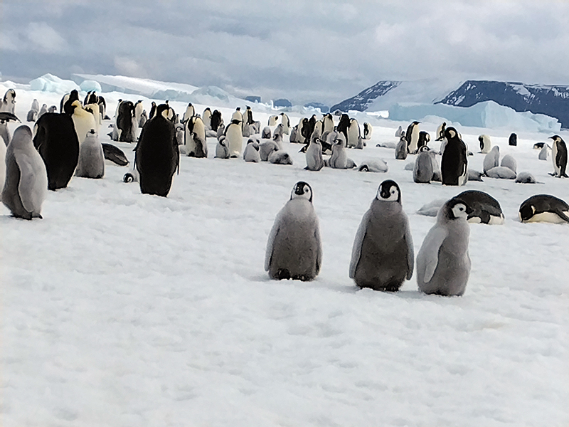 2023年11月出発「南極スノーヒル島・皇帝ペンギン探索クルーズ14日間」H.Mさん体験アンケート＆写真