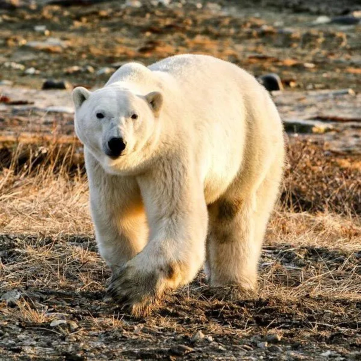 スバールバル周遊 10日間：2026年6月下旬～7月上旬出発