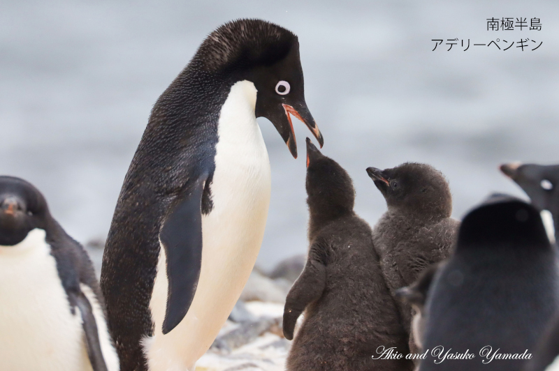 2022年12月出発「フォークランド諸島、サウスジョージア島＆南極半島21日間」山田章雄さん＆靖子さん