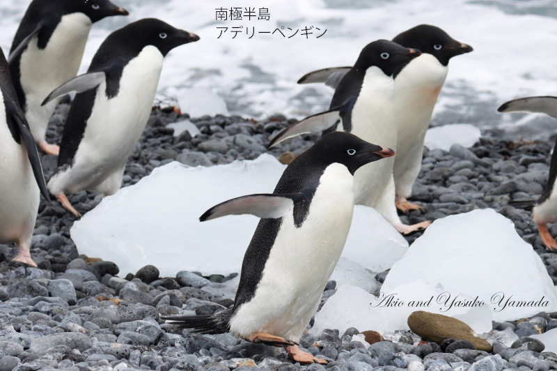 2022年12月出発「フォークランド諸島、サウスジョージア島＆南極半島21日間」山田章雄さん＆靖子さん