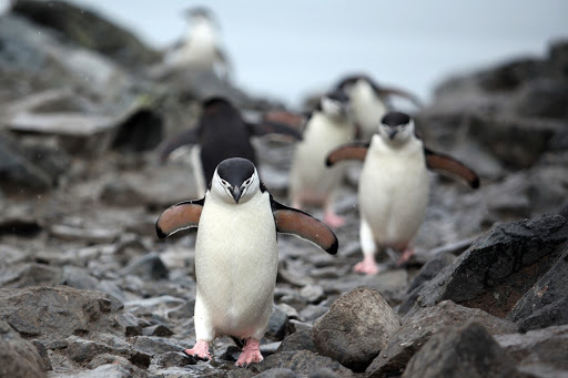 南極　ペンギン