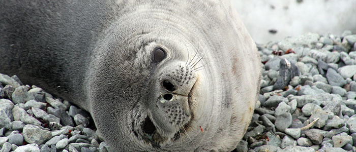 野川さん写真集＆南極クルーズ情報（3）南極で出合った動物・風景