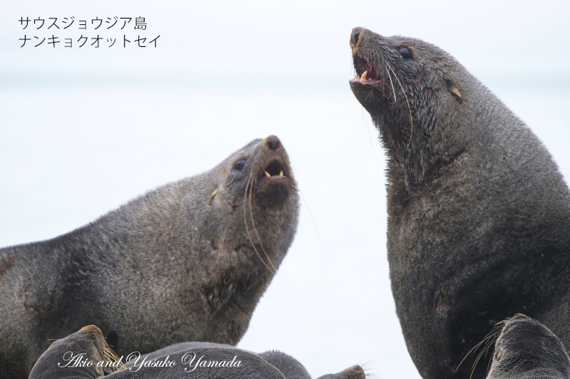 2022年12月出発「フォークランド諸島、サウスジョージア島＆南極半島21日間」山田章雄さん＆靖子さん