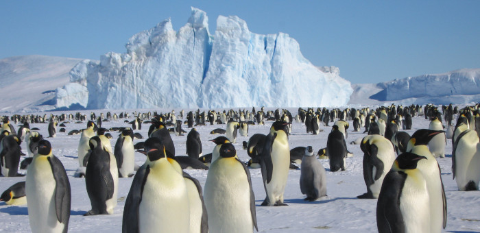 【南極大陸】皇帝ペンギンに出会える旅9日間