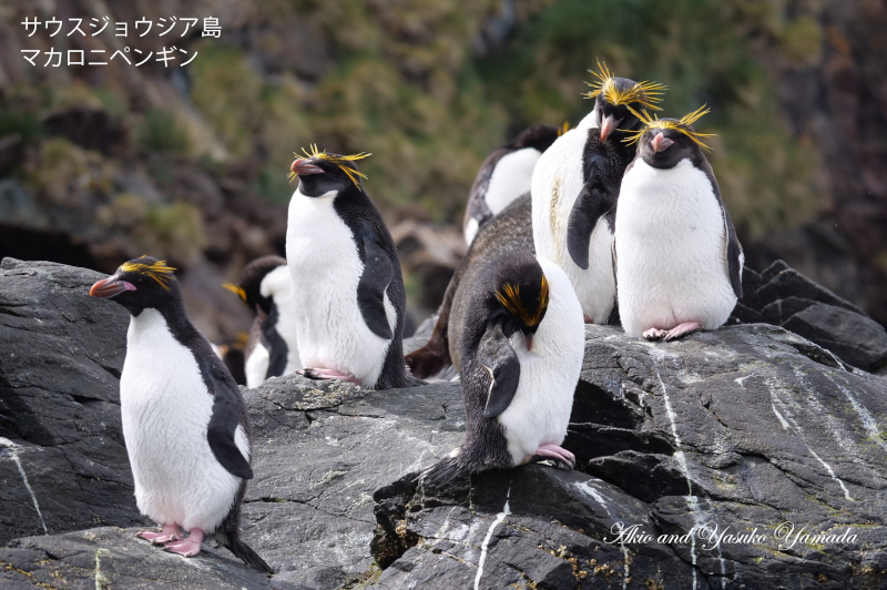 2022年12月出発「フォークランド諸島、サウスジョージア島＆南極半島21日間」山田章雄さん＆靖子さん