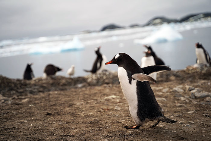 【2020年1月出発】 南極フライ＆クルーズ7日間にご参加の匿名希望さん体験アンケート＆写真