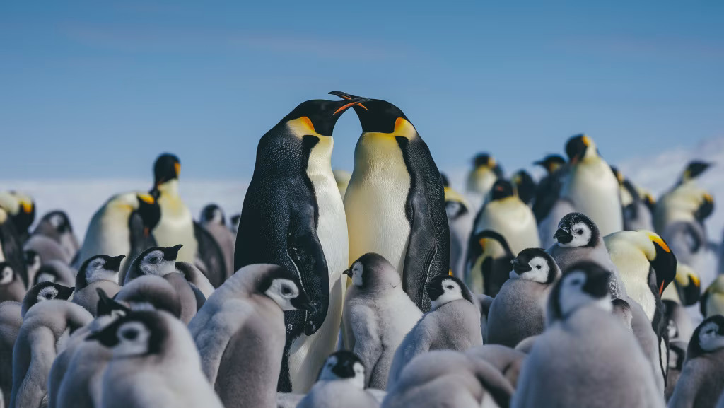 スノーヒル島・皇帝ペンギン探索クルーズツアー