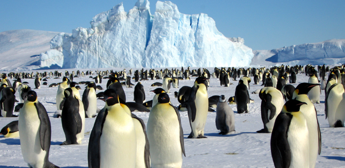 皇帝ペンギンに出会える旅