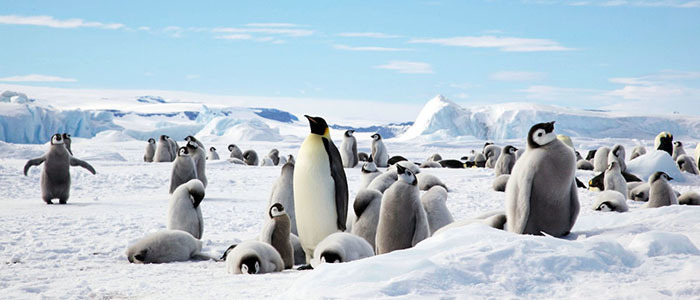 南極スノーヒル島・皇帝ペンギン探索クルーズ14日間イメージ