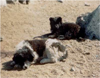 南昭和基地　樺太犬の子犬