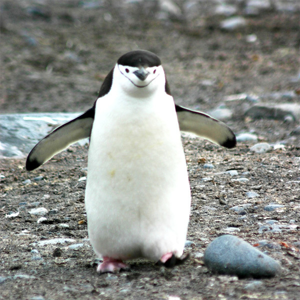 アデリーペンギン