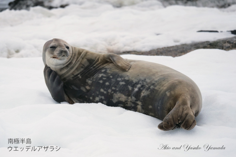 2022年12月出発「フォークランド諸島、サウスジョージア島＆南極半島21日間」山田章雄さん＆靖子さん