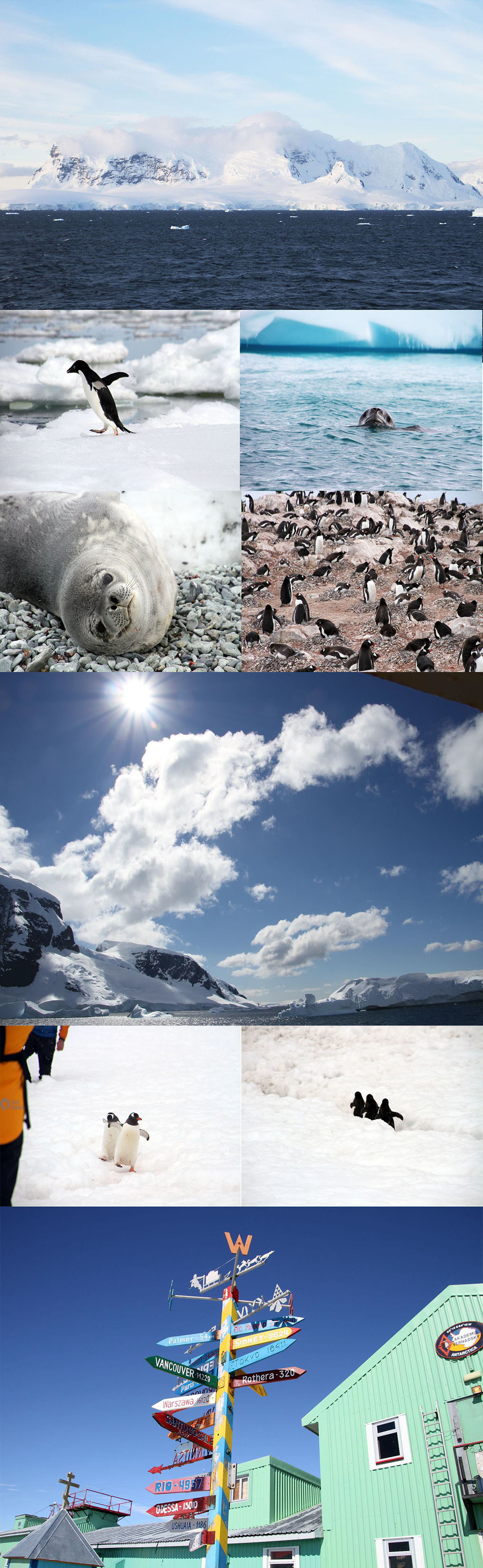  野川さん写真集＆南極クルーズ情報（3）南極で出合った動物・風景