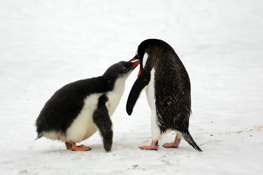 南極　ペンギン