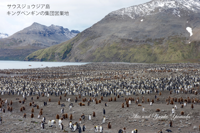 2022年12月出発「フォークランド諸島、サウスジョージア島＆南極半島21日間」山田章雄さん＆靖子さん