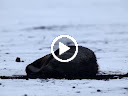 南極の陸地に寝そべるアザラシ