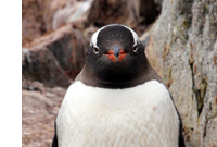 南極体験談　大原さん　ペンギン.jpg