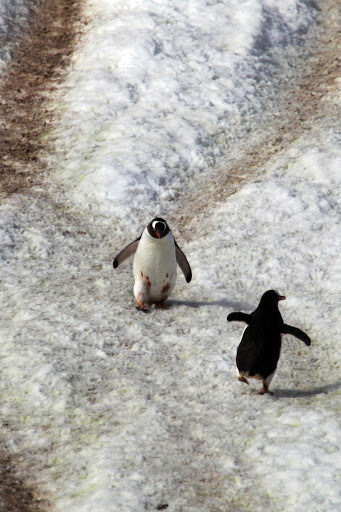 南極　ペンギン