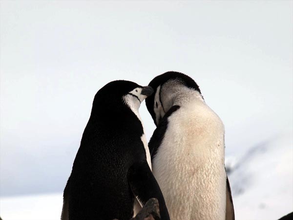 ウエッデル海、南極半島＆サウスシェットランド諸島クルーズに参加された山口さん