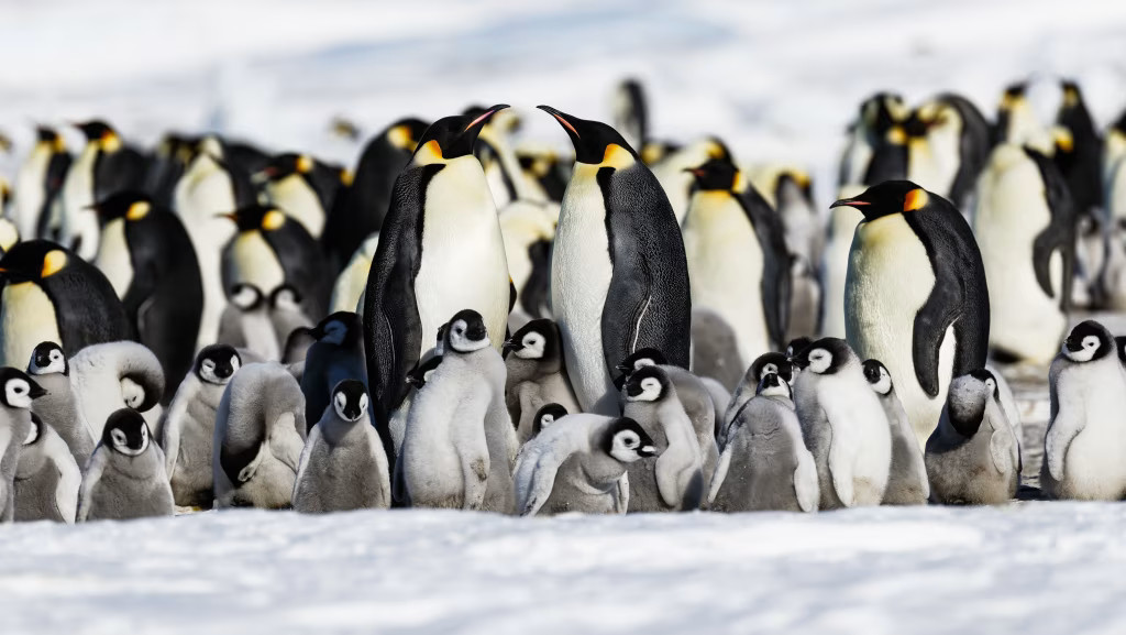 スノーヒル島・皇帝ペンギン探索クルーズツアー