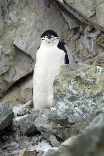 南極　ペンギン