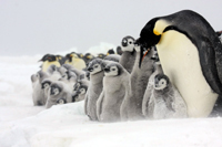 皇帝ペンギンサファリ＆南極点フライト