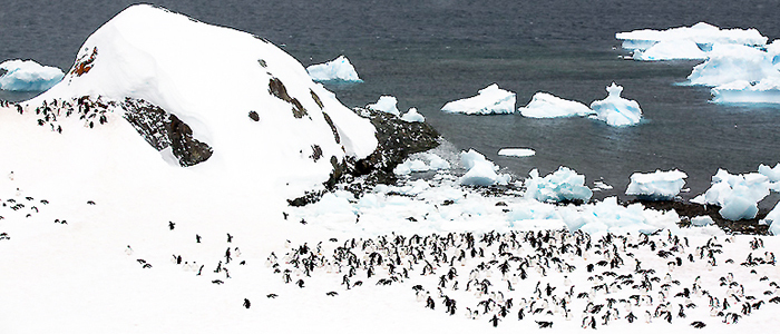 南極エクスプレス（Ⅱ）南極圏横断11日間