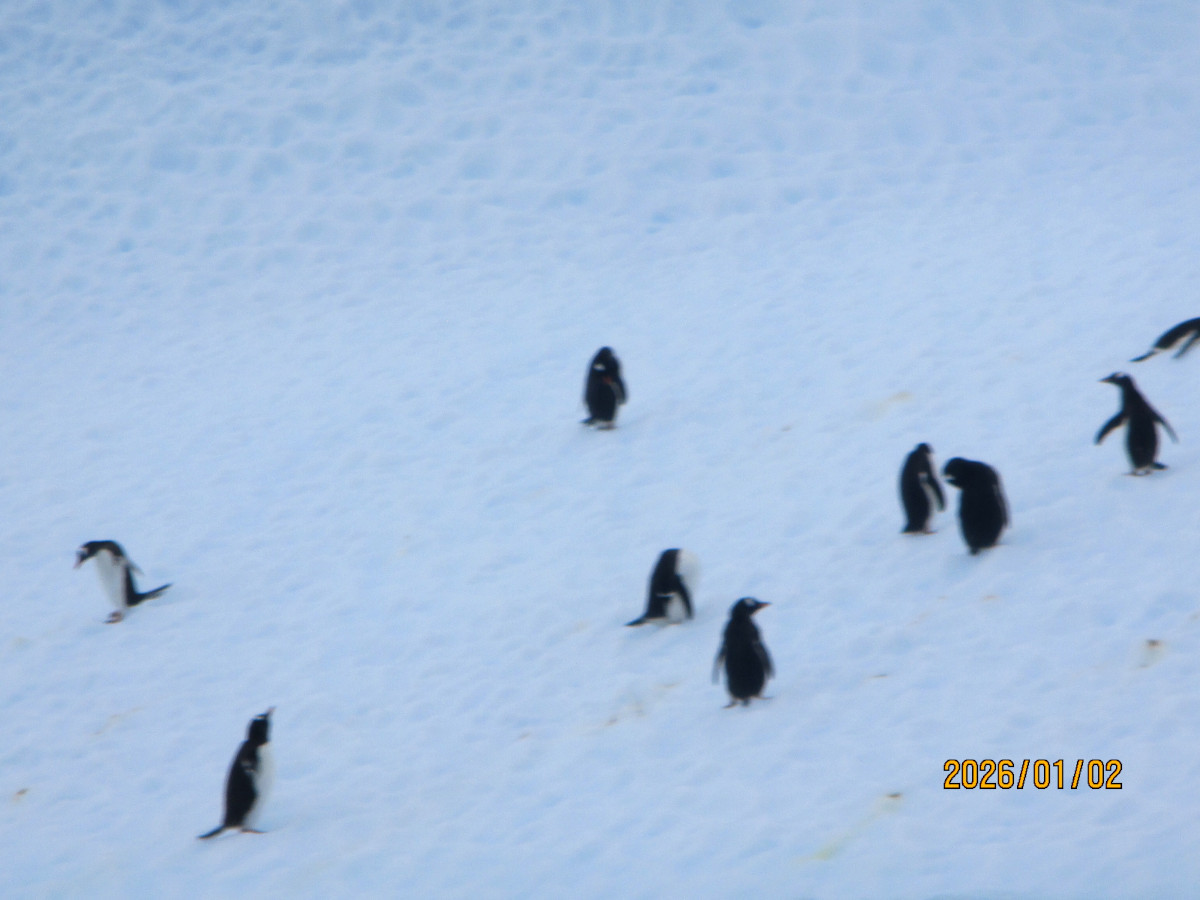 2025年12月出発「南極半島＆サウスシェットランド諸島クルーズ11日間」軟弱（系）さん体験アンケート