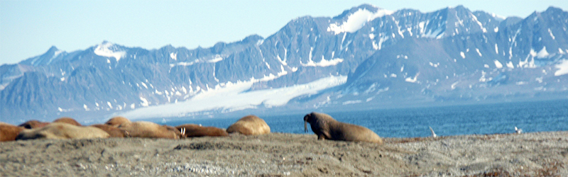 北極旅行・北極クルーズ
