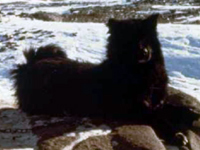 樺太犬「ジロ」