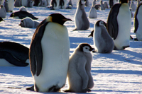  皇帝ペンギンサファリ＆南極点フライト