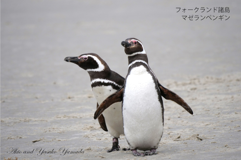 2022年12月出発「フォークランド諸島、サウスジョージア島＆南極半島21日間」山田章雄さん＆靖子さん