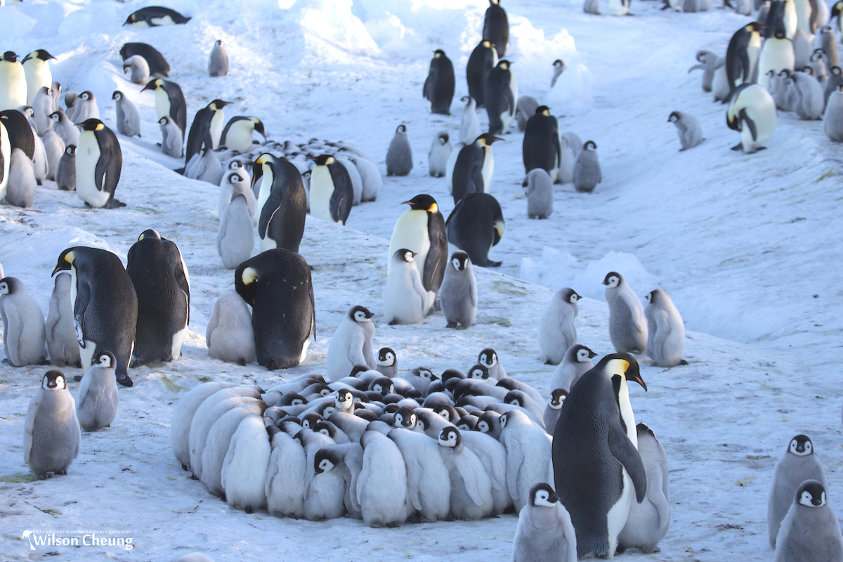 皇帝ペンギンに出会える旅