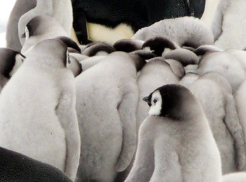 皇帝ペンギンサファリ＆南極点フライト9日間
