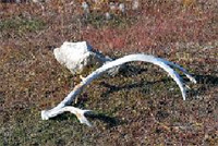 北極クルーズツアー