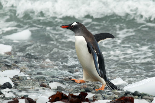 南極　ペンギン
