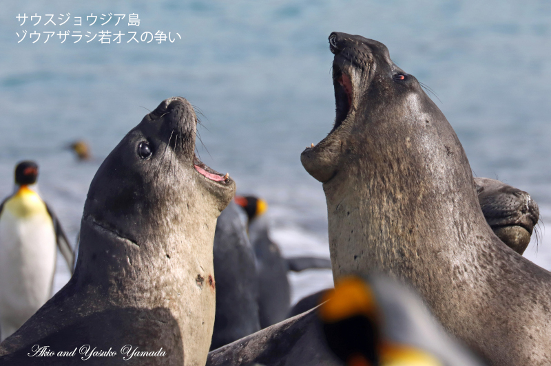 2022年12月出発「フォークランド諸島、サウスジョージア島＆南極半島21日間」山田章雄さん＆靖子さん