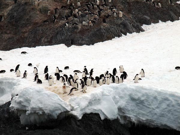 ウエッデル海、南極半島＆サウスシェットランド諸島クルーズ