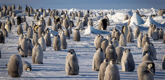 【南極大陸】皇帝ペンギンに出会える旅9日間