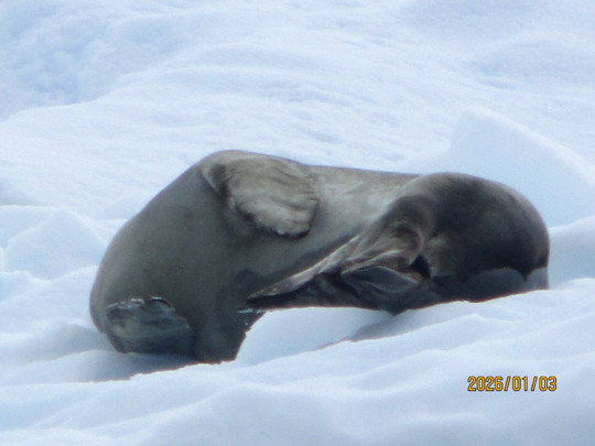 2025年12月出発「南極半島＆サウスシェットランド諸島クルーズ11日間」軟弱（系）さん体験アンケート